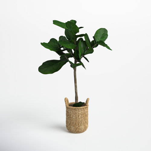 Joss & Main 30'' Faux Fiddle Leaf Fig Tree in Glass Basket & Reviews